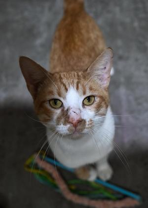 Ozzy, young, available for adoption