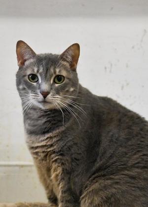 Goose, adult, available for adoption