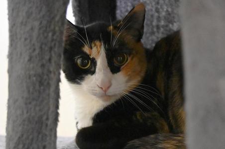 Cali, adult, available for adoption