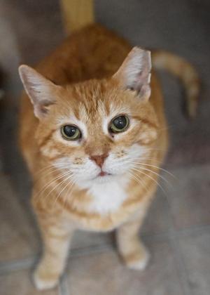 Mama Kitty/Irma, adult, available for adoption