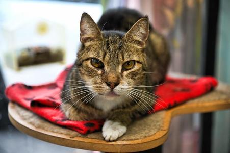 Macho, senior, available for adoption
