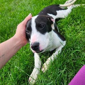 Silk, Mixed Breed (Medium), adult, available for adoption