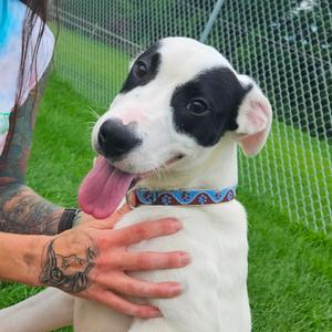 Cotton, Mixed Breed (Medium), adult, available for adoption