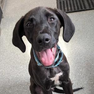 Benjamin, Mixed Breed (Medium), puppy, available for adoption