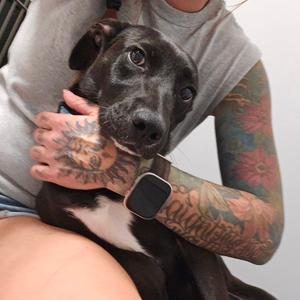 Sable, Mixed Breed (Medium), adult, available for adoption