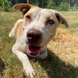 Delilah, Terrier, Pit Bull, adult, available for adoption