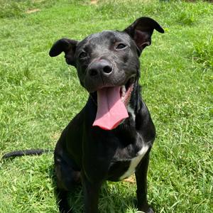 Demeter, Terrier, Pit Bull, adult, available for adoption