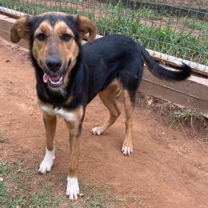 A black and brown dog with white paws standing on a dirt path, with a fence in the background.