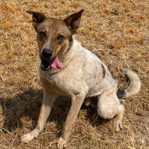 Tate, Shepherd, adult, available for adoption