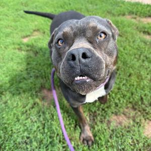 A close-up photograph of a grey pit bull type dog looking up at the camera while standing on grass.