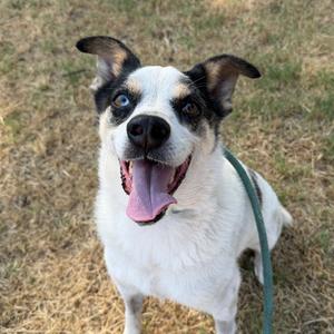 A happy white and black dog with blue eyes, wearing a green leash, standing on grass.