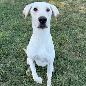 A white dog sitting on grass, looking directly at the camera.