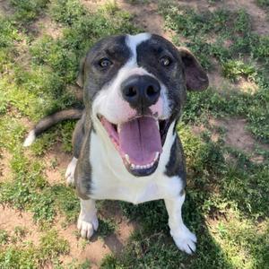 Cash, Terrier, Pit Bull, adult, available for adoption