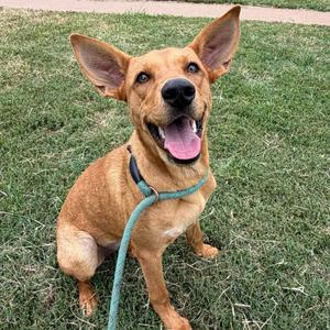 A happy brown dog with large ears and a green leash, sitting on grass.