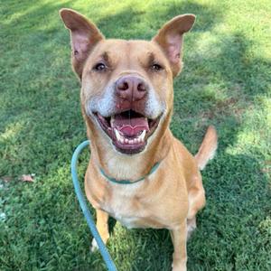 A tan dog with floppy ears and its tongue hanging out sits on grass, looking at the camera.