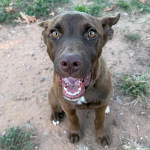 A brown dog with floppy ears and a white patch on its chest is sitting on the ground, looking up with its mouth open and tongue out.
