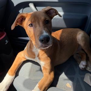 Sheldon, Terrier, Pit Bull, adult, available for adoption
