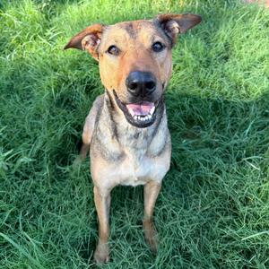 Ashton, Shepherd, adult, available for adoption