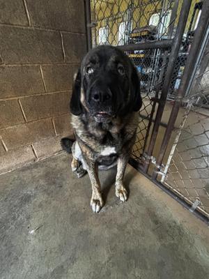 A large black and brown dog sitting on a concrete floor in front of a chain-link fence.