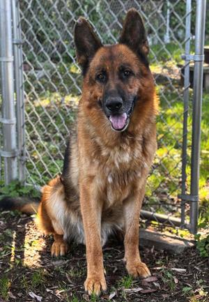 Goose, German Shepherd Dog, adult, available for adoption