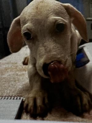 Alma, Cattle Dog, puppy, available for adoption