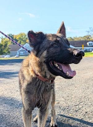 Axel, German Shepherd Dog, adult, available for adoption