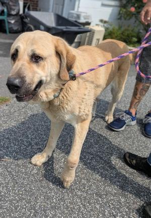 Benny, Anatolian Shepherd, adult, available for adoption
