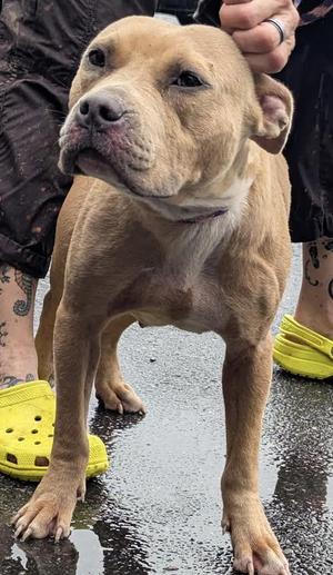 Allie, Pit Bull Terrier, adult, available for adoption