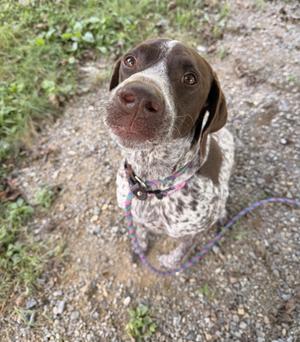 A brown and white dog with a speckled coat, wearing a colorful collar and leash, looking up at the camera on a gravel path.