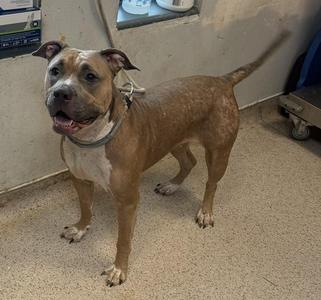 A brown and white dog standing on a concrete floor, wearing a collar and leash.