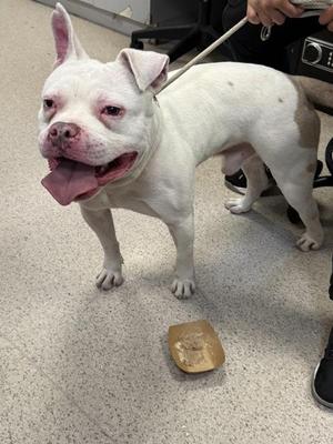 A white dog with pink ears and a pink tongue sticking out, standing on a gray floor with a small brown object on the ground in front of it.