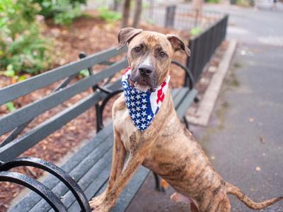 A brindle dog wearing a bandana with an American flag pattern, sitting on a park bench.