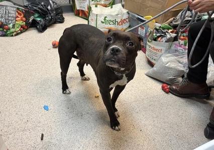Poutine, Mixed Breed, adult, available for adoption