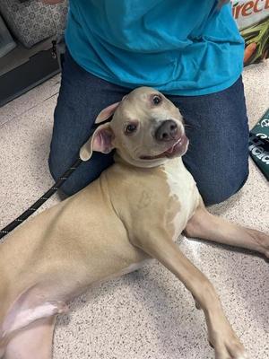 Franco, Mixed Breed, young, available for adoption