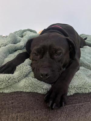 Holly, Mixed Breed, adult, available for adoption