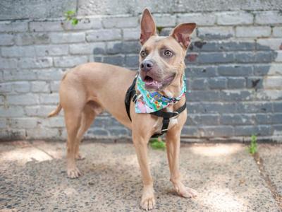 A brown dog with a colorful bandana standing on a sidewalk in front of a brick wall.