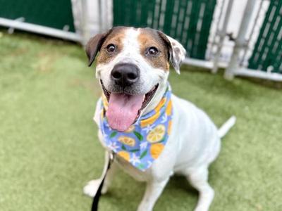 Mirabella, Mixed Breed, adult, available for adoption