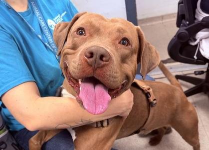 Blanko, Mixed Breed, adult, available for adoption