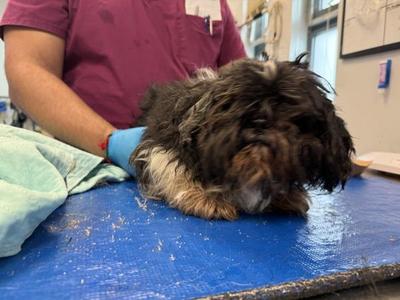 Brooklyn, Mixed Breed, adult, available for adoption