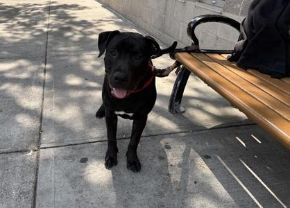 Mr. Bing, Mixed Breed, young, available for adoption