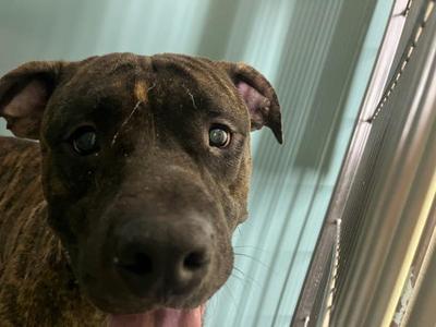 Garden, Mixed Breed, adult, available for adoption