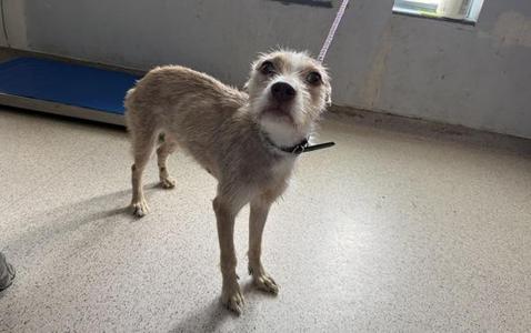 A small, scruffy dog with light brown fur standing on a concrete floor. The dog is wearing a black collar and has a leash attached. The background shows a blue mat and a window with natural light coming in.