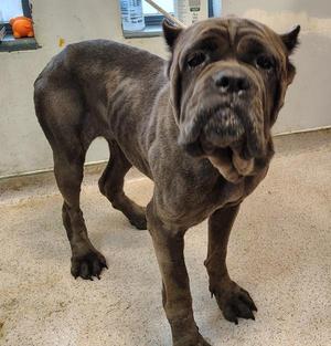Fionna, Mixed Breed, adult, available for adoption