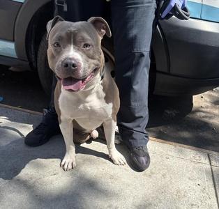 Magneto, Mixed Breed, young, available for adoption
