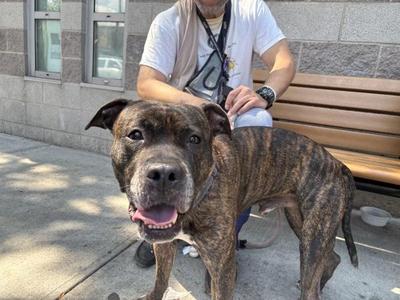 A brown brindle dog standing on a sidewalk, with a person sitting on a bench behind it.