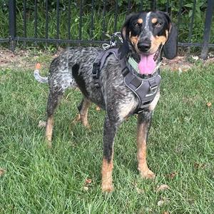 A blue heeler dog standing on grass, wearing a harness and looking at the camera with its tongue out.