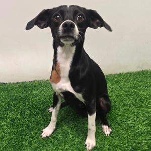 Jeff, Mixed Breed (Small), adult, available for adoption