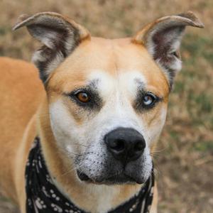 Bowie aka Bo, Mixed Breed (Medium), senior, available for adoption