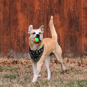 Bowie aka Bo, Mixed Breed (Medium), adult, available for adoption