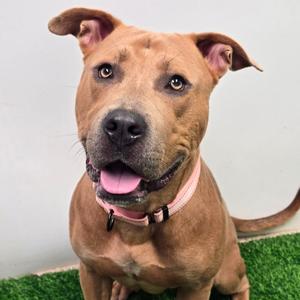 A tan or light brown pit bull mix dog wearing a pink collar sitting on artificial grass.